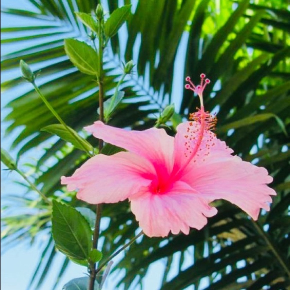 🌴🌸🐬🌴🌸🐬🌴🌸🐬🌴🌸🐬🌴🌸🐬🌴 - Picture 11 of 13